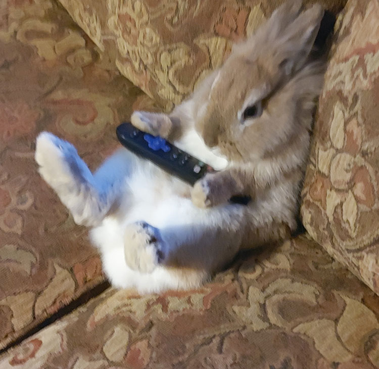A bunny on a couch
