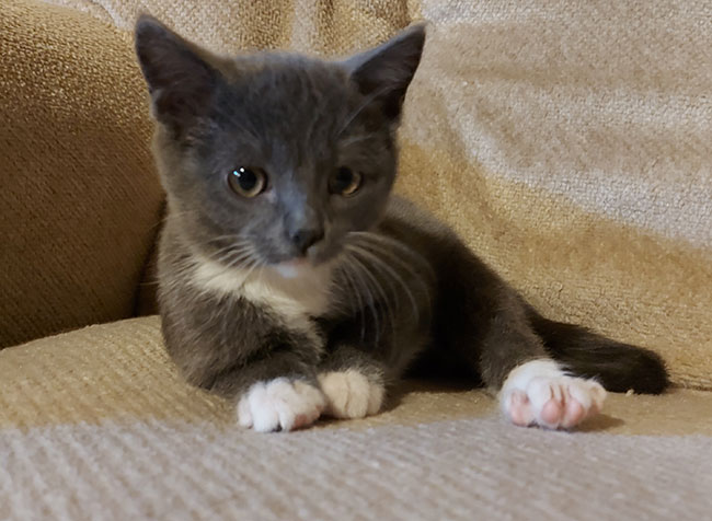 Little kitten
