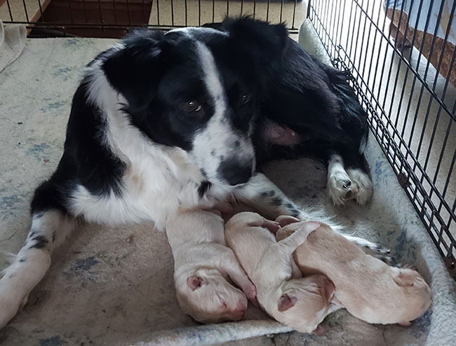 A small Border Collie in a large black cage with three light beige puppies