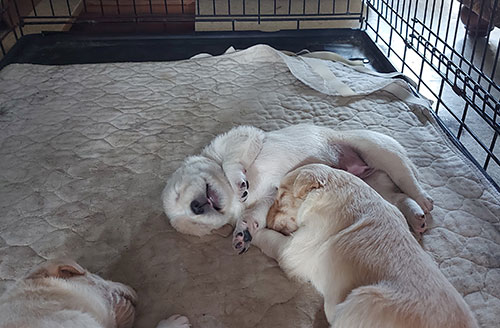 three puppies lying on a mat