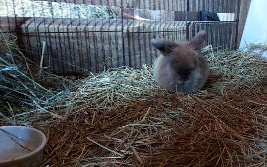 A grey fluffy lion head bunny