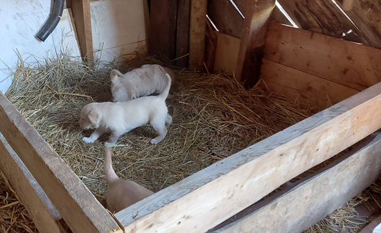 Three puppies in a boxed pen with a straw floor.