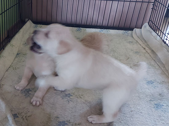 Three puppies in a crate Fighting