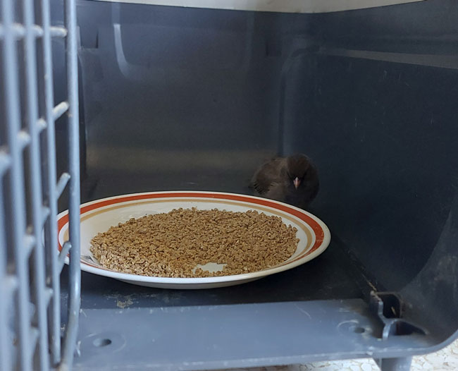 A small bird next to a plate of chick food in a cat carrier