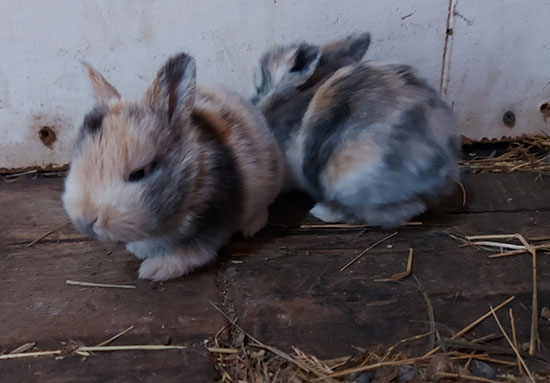 Two cute baby bunnies