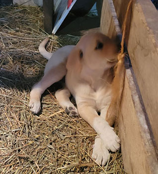 A small puppy fighting with a cord