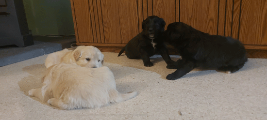 Four puppies