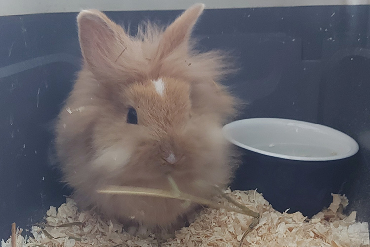 Cute bunny in a cage