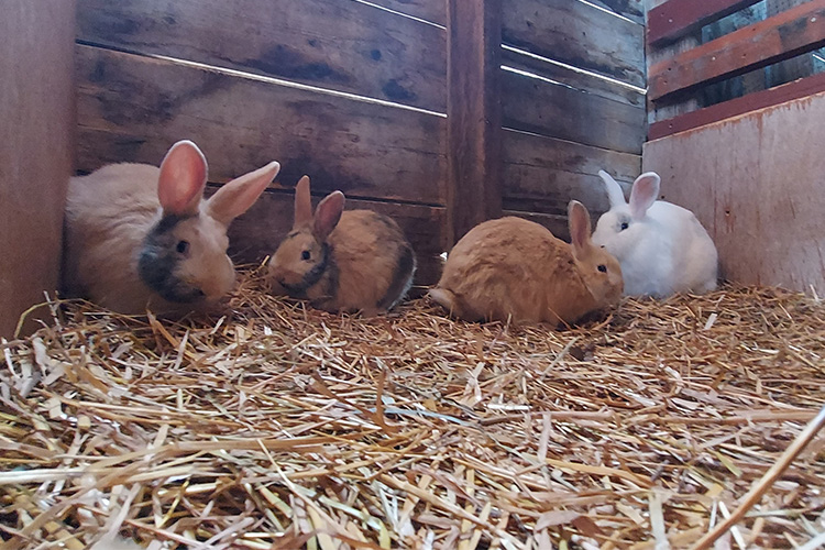 A mama bunny and her 3 young ones